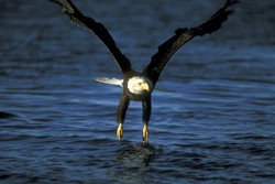 American Bald Eagle Picture for EL Civics History and Government Students
