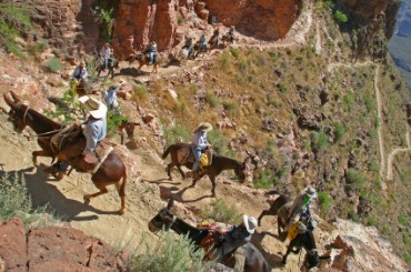 Mules on South Kaibab Trail