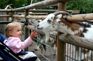 Petting a Goat at the Zoo